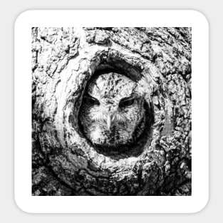 Screech Owl Sticker